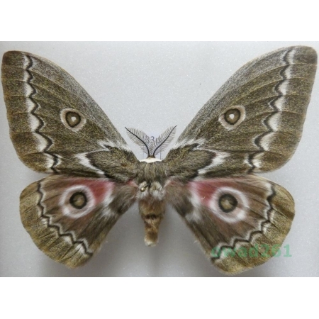 Gonimbrasia tyrrhea (Cramer, 1775) male ex. ovo South Africa 99mm33d